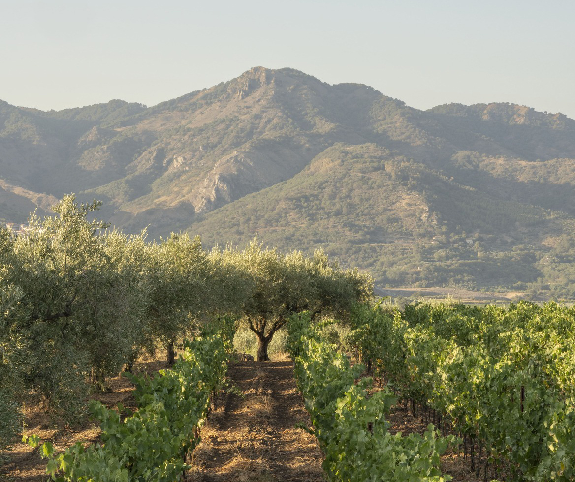 Restivo Wine